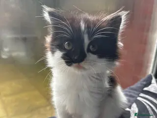 Mixed Breed cats 2 Fluffy kittens - Advert 1