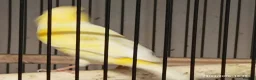 Canaries birds for sale: Canary MALES - Advert 4