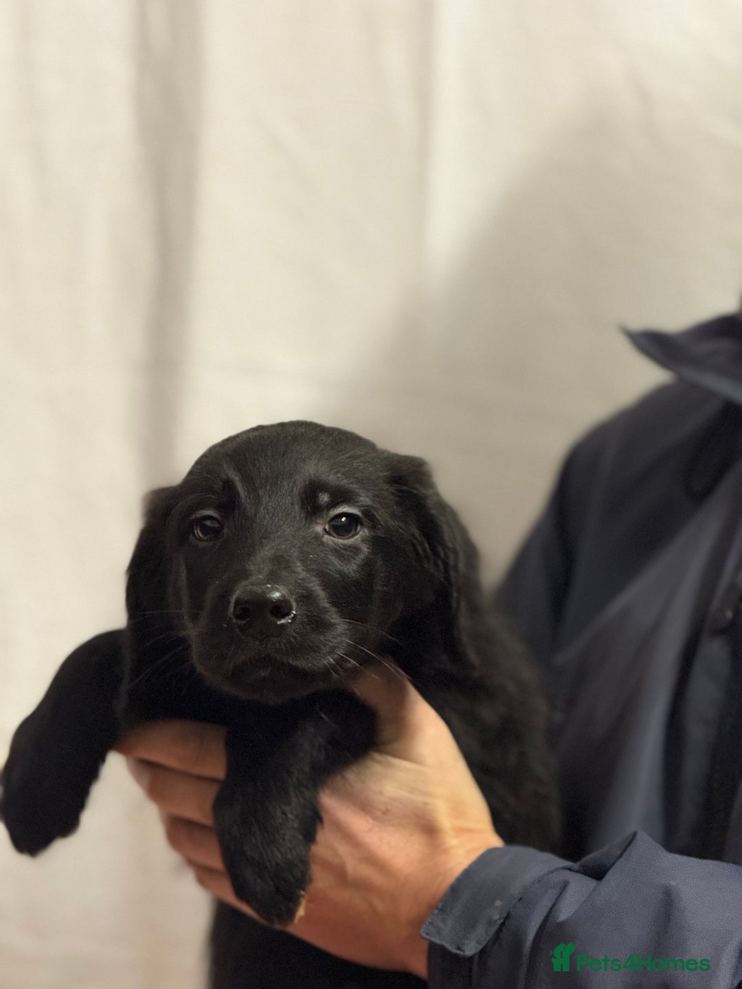 Labradoodle dogs for sale: F1 standard labradoodles  - Advert 10