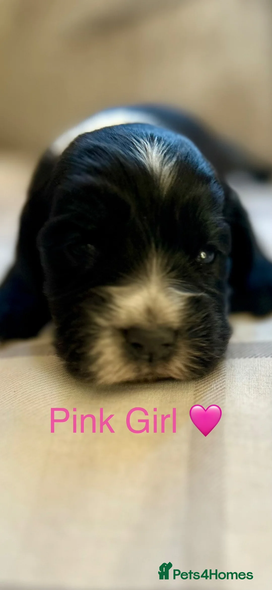 Cocker Spaniel dogs for sale:  KC Reg Beautiful Show Type Cocker Spaniel Litter - Advert 25