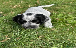 Cocker Spaniel dogs for sale: Show type- sired by Champion Lindridge Frontrunner - Image 29