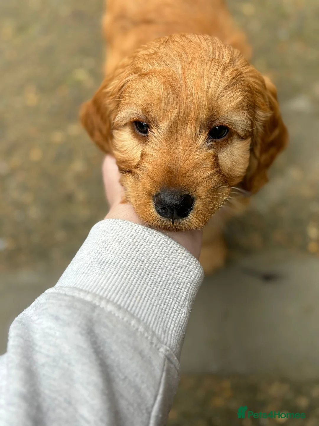 Cockapoo dogs for sale: Cockerpoo - Advert 6