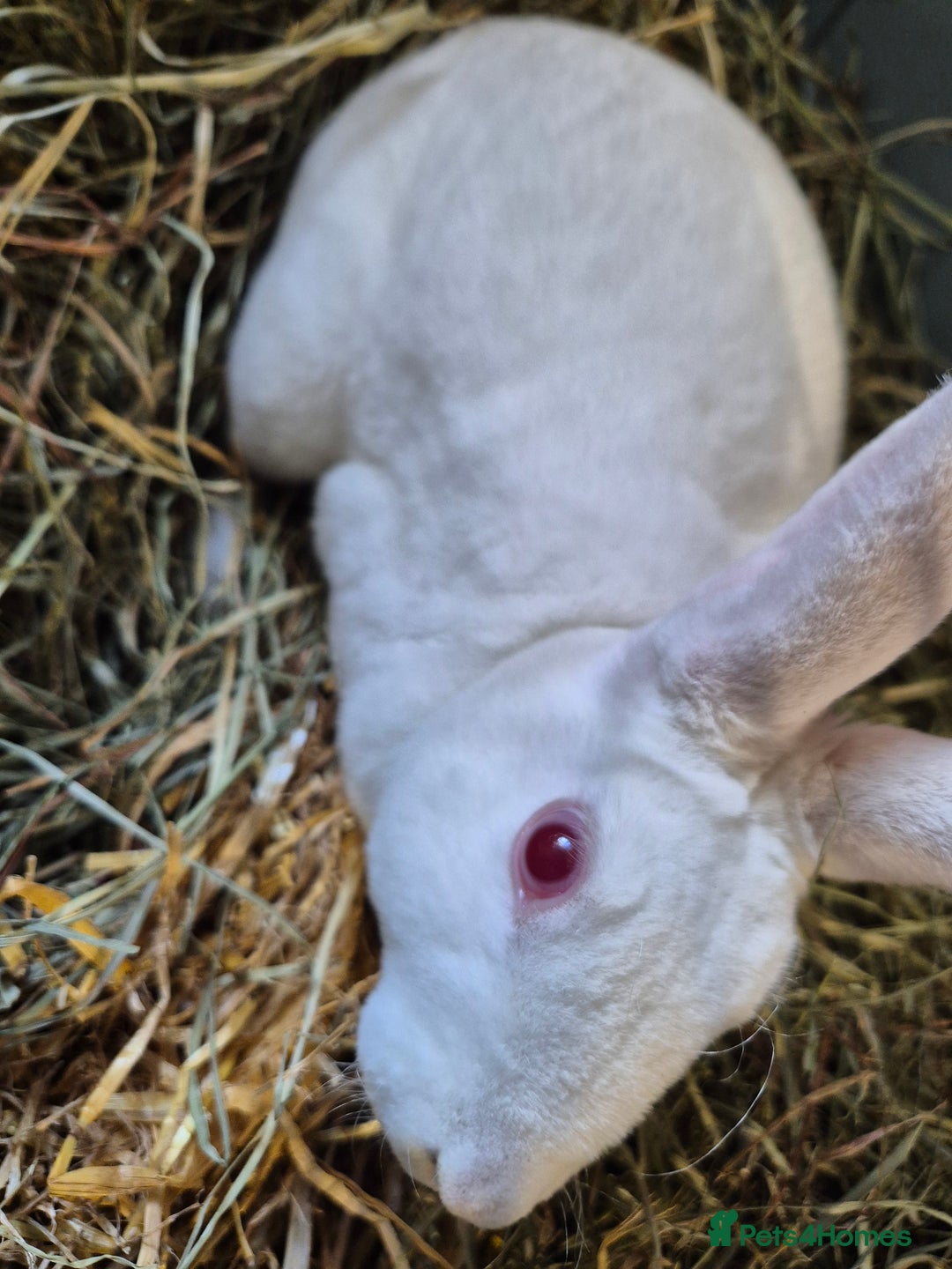 Rex rabbits for sale: Standard Rex Buck - REW. - Image 12