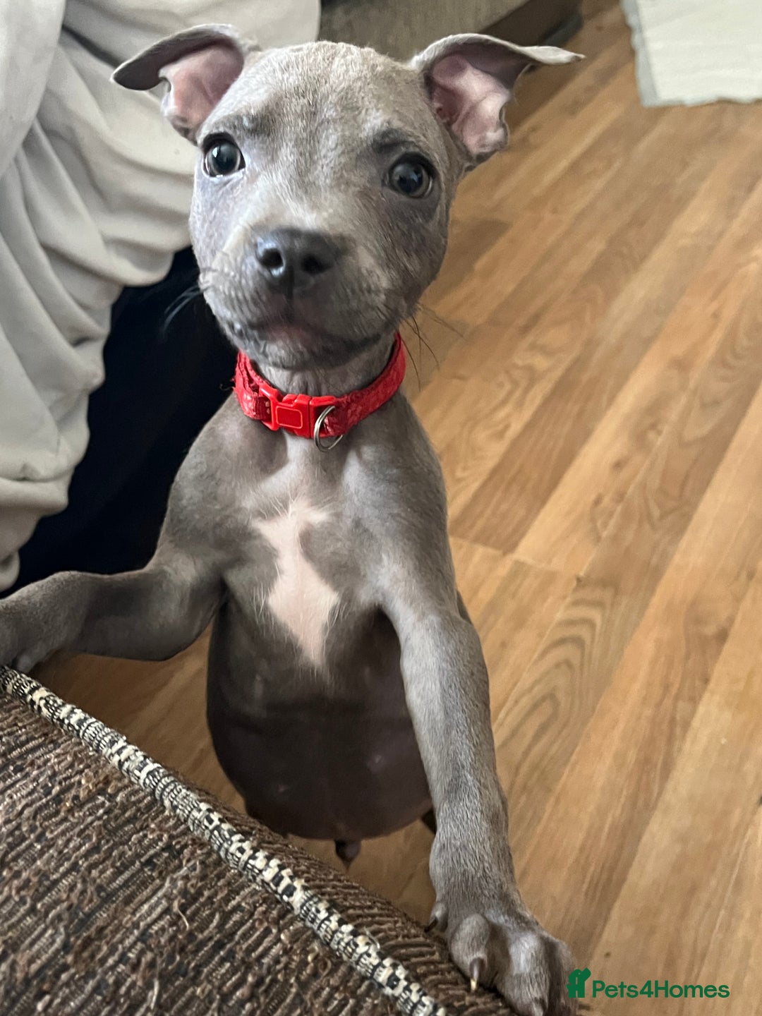 Staffordshire Bull Terrier dogs for sale: Blue Staffordshire bull terrier puppies  - Image 3