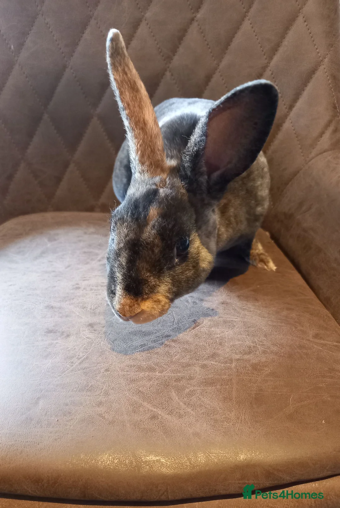 Rex rabbits for sale: Rex male rabbit for sale  - Advert 2