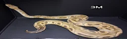 Python Snake reptiles for sale: Royal Pythons Males - Advert 4