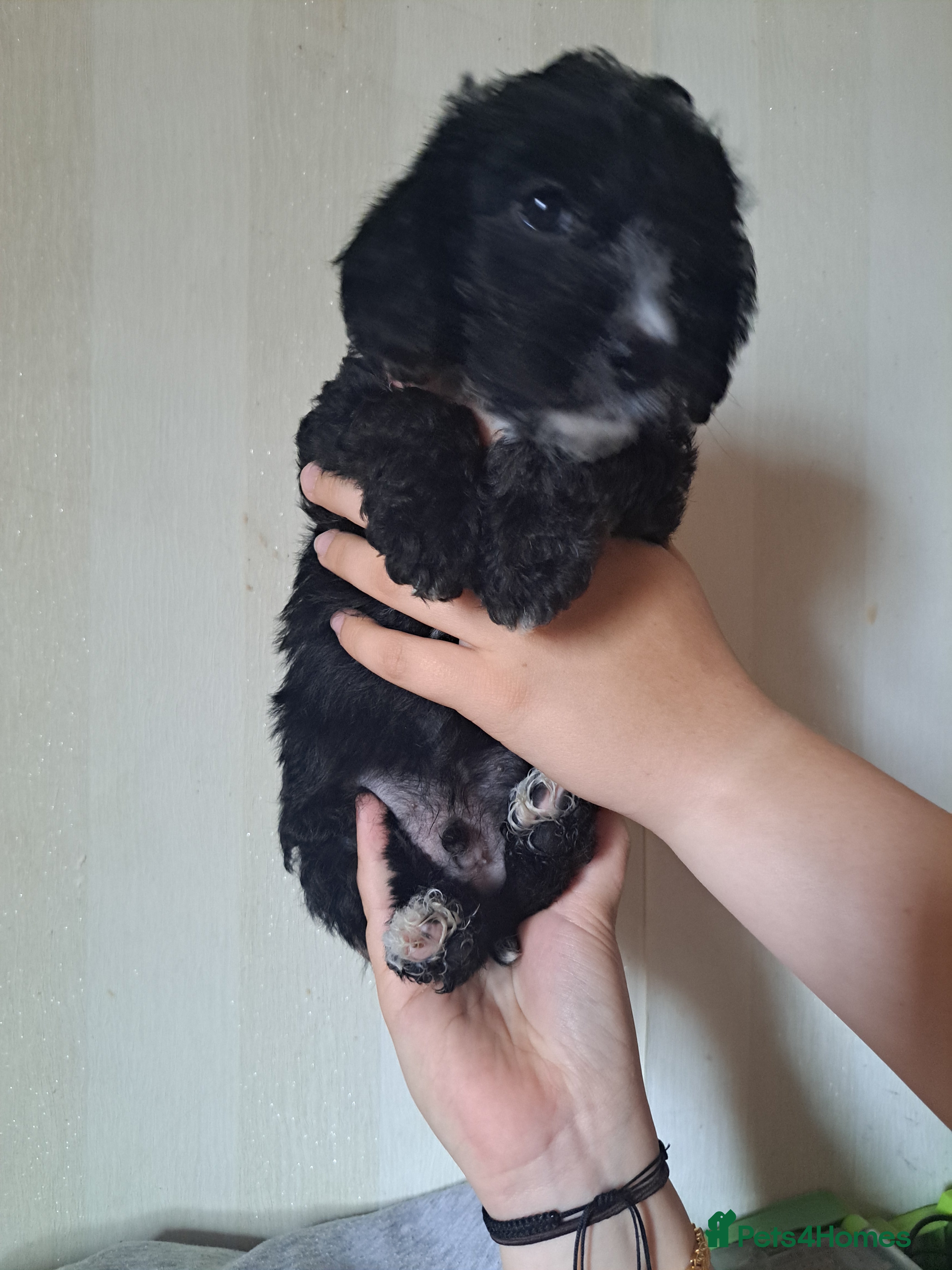 Mixed Breed dogs cockerpoo x jack russel pups  - Advert 2