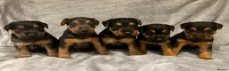 Lakeland Terrier dogs for sale: Beautiful Lakeland  - Advert 5