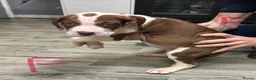 Mixed Breed dogs for sale: American bulldog x Presa canario puppy’s  in Birmingham - Advert 14
