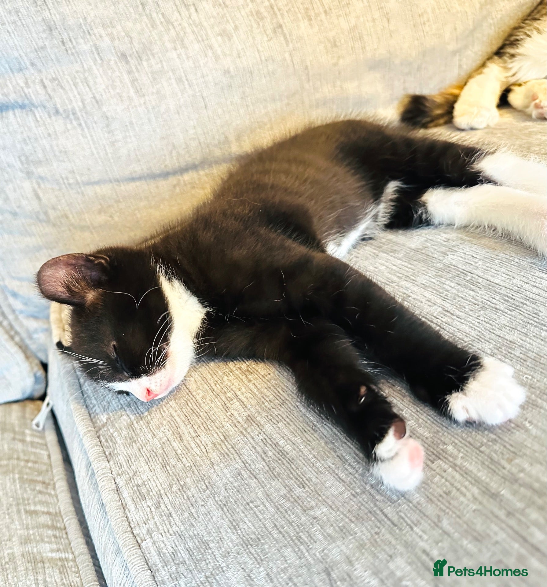 Mixed Breed cats Stunning Mixed Coloured Kittens!  - Advert 17