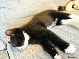 Mixed Breed cats Stunning Mixed Coloured Kittens! - Advert 17