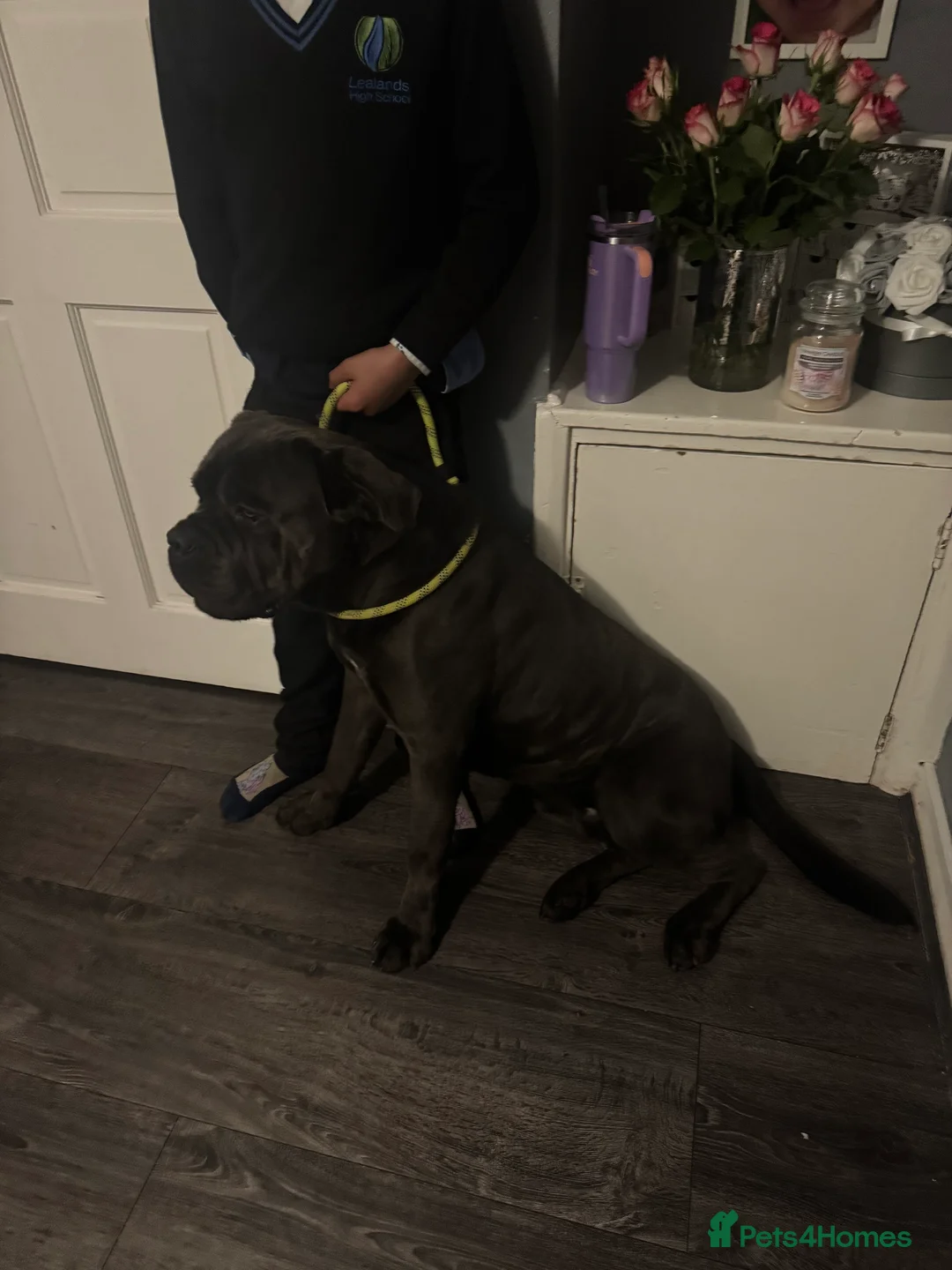Cane Corso dogs for sale: Blaze - Advert 9
