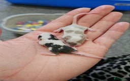 Mouse rodents for sale: Baby fancy mice - Image 4