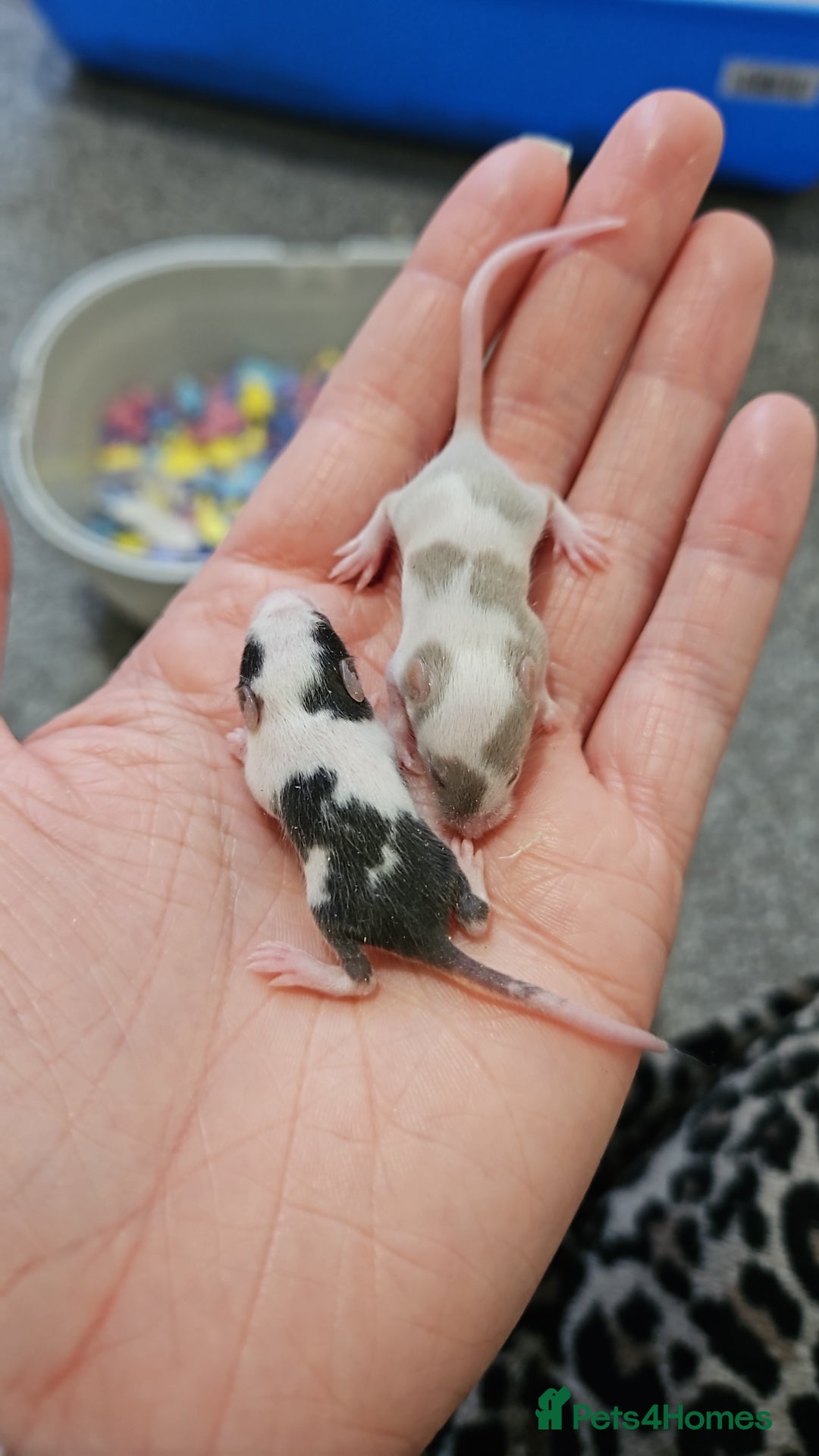 Mouse rodents for sale: Baby fancy mice - Image 4