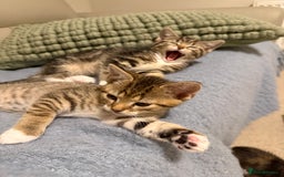 Domestic Shorthair cats for sale: Gorgeous kittens - Image 3