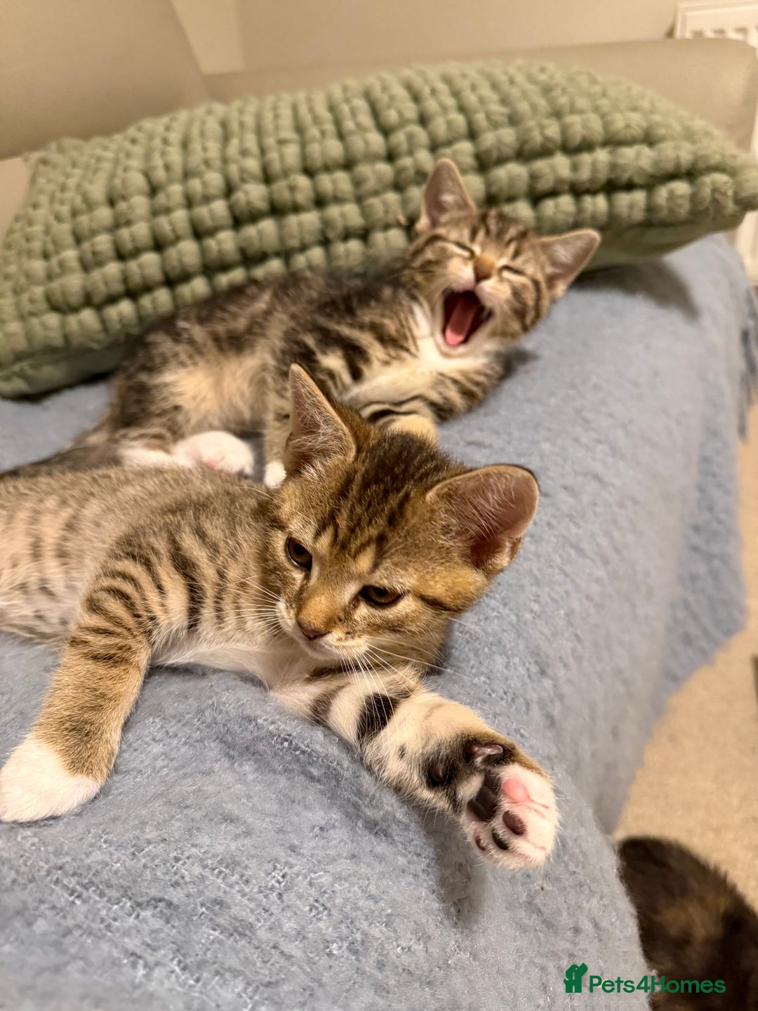 Domestic Shorthair cats for sale: Gorgeous kittens - Image 3