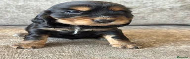 Cocker Spaniel 3