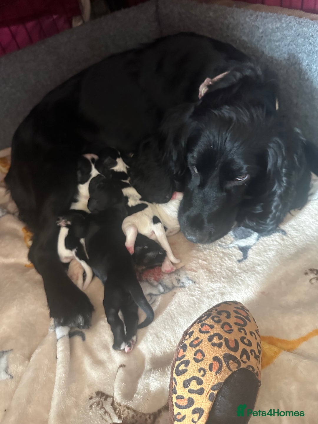 Cocker Spaniel dogs for sale: Cocker spaniel puppies  - Image 12