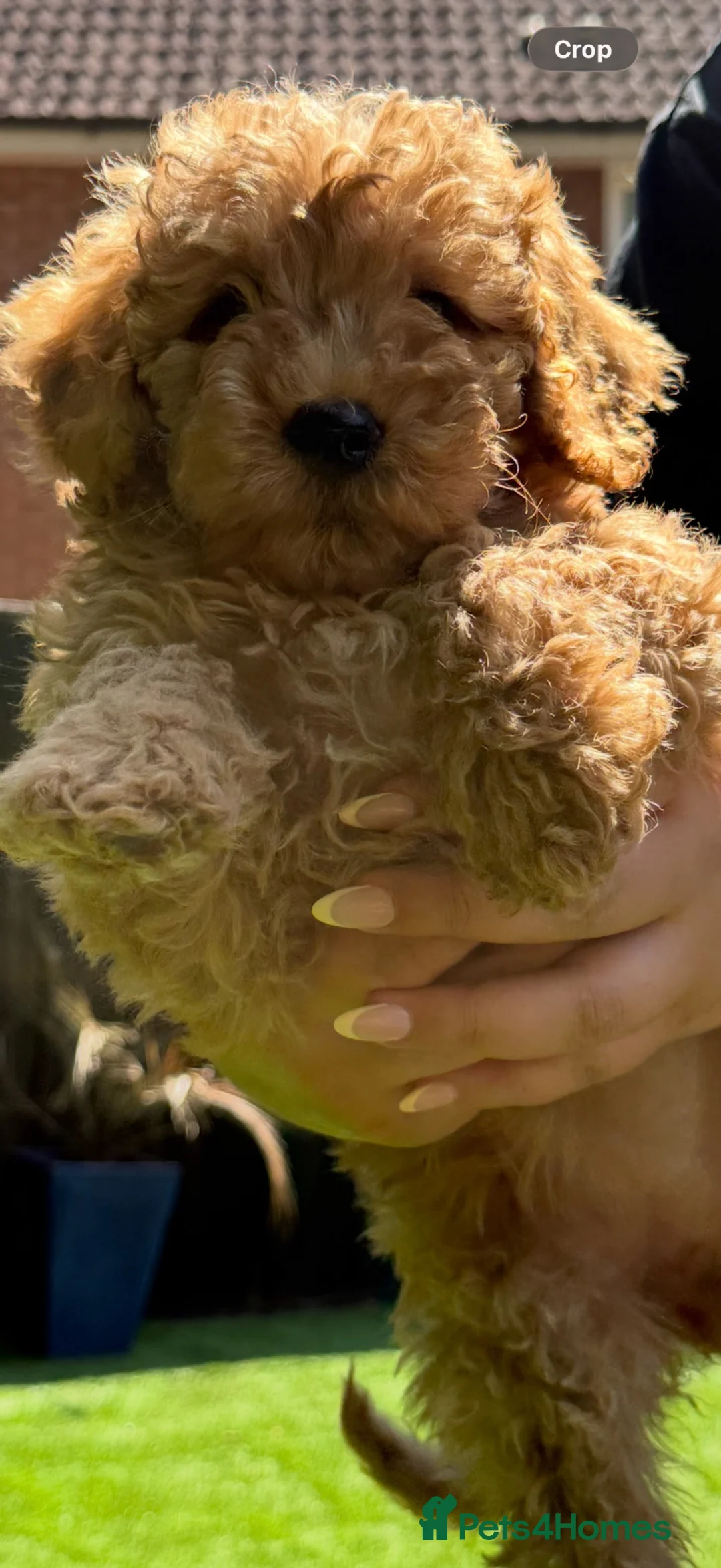 Labradoodle dogs for sale: Our Therapy Dog has had a litter of Labradoodles  - Advert 2