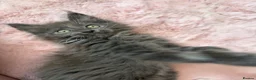Maine Coon cats for sale: Stunning XL Russian Maine Coon kittens - Advert 16