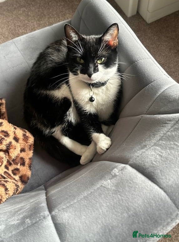 Mixed Breed cats Lovely 8-Week-Old Kittens (Flea/Worm Treated)⁠ - Advert 11