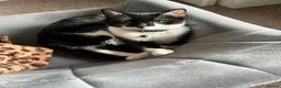 Mixed Breed cats for sale: Lovely 8-Week-Old Kittens (Flea/Worm Treated)⁠ in Chigwell - Advert 1