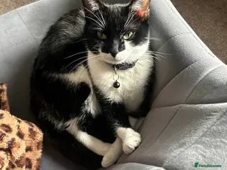 Mixed Breed cats Lovely 8-Week-Old Kittens (Flea/Worm Treated) - Advert 1