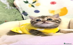 British Shorthair cats for sale: British shorthair babies  - Image 2