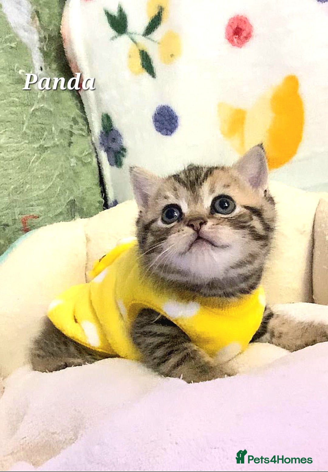 British Shorthair cats for sale: British shorthair babies  - Image 2