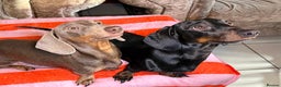 Dachshund dogs for sale: Beautiful Dachshund puppies, ready end of January  - Advert 2
