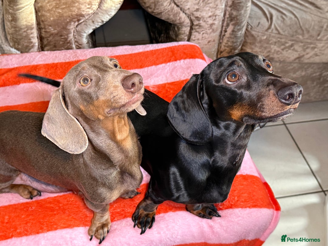Dachshund dogs for sale: Beautiful Dachshund puppies, ready end of January  - Advert 2