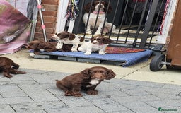 Cocker Spaniel dogs for sale: 7 pups 4 girls 3 boys  - Image 37