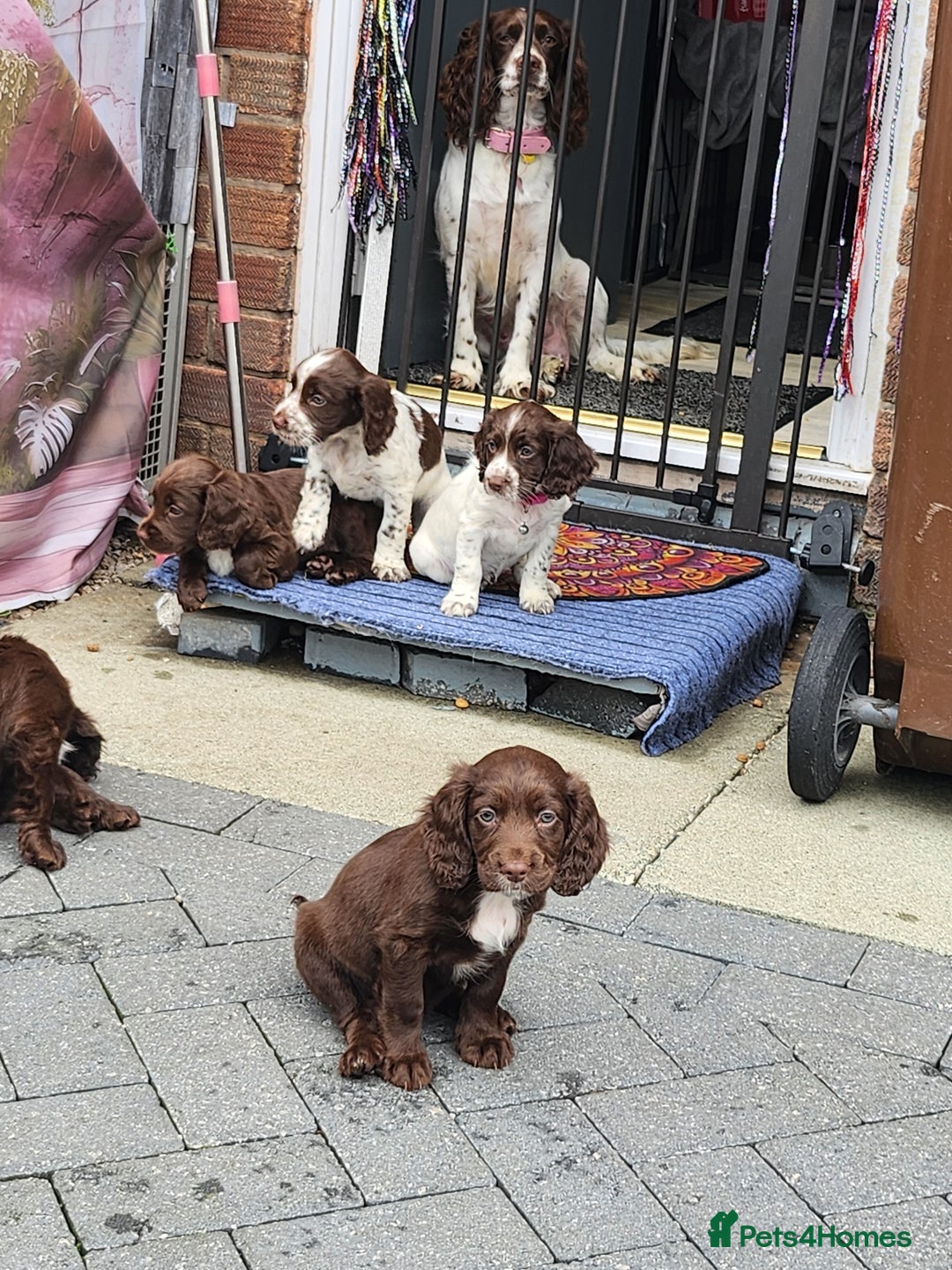 Cocker Spaniel dogs for sale: 7 pups 4 girls 3 boys  - Image 37