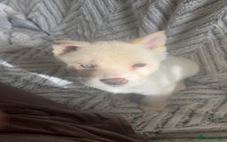 Huskita dogs for sale: Huskita puppy for sale - Image 1