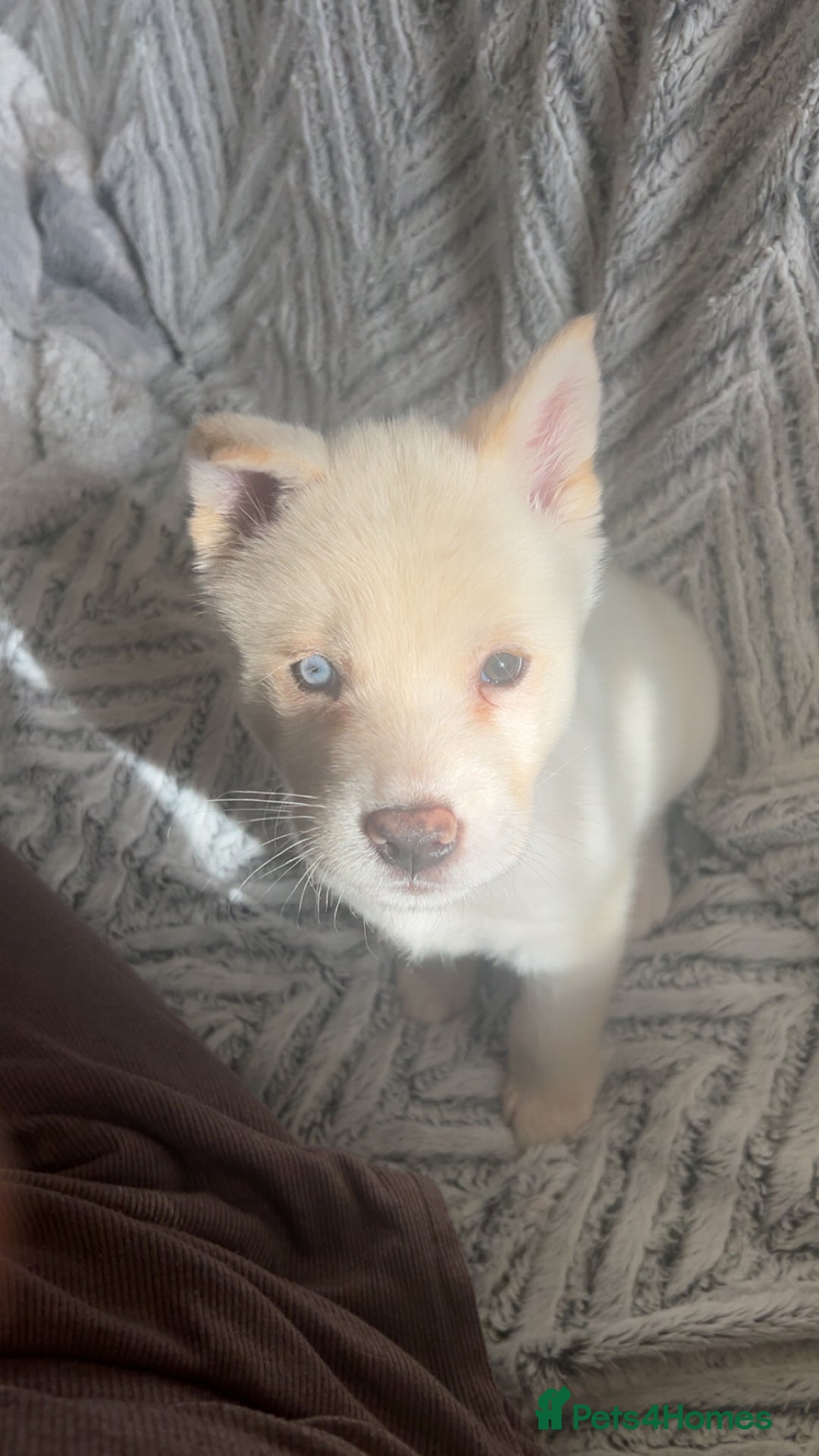 Huskita dogs for sale: Huskita puppy for sale - Image 1