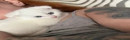 Scottish Fold cats for sale: White Scottish fold long and short hair kittens  - Advert 5