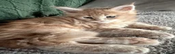 Maine Coon cats for sale: Maine Coon kittens from champion lines  - Advert 7