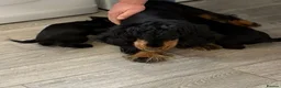 Cocker Spaniel dogs for sale: Cocker spaniel puppies - Advert 2