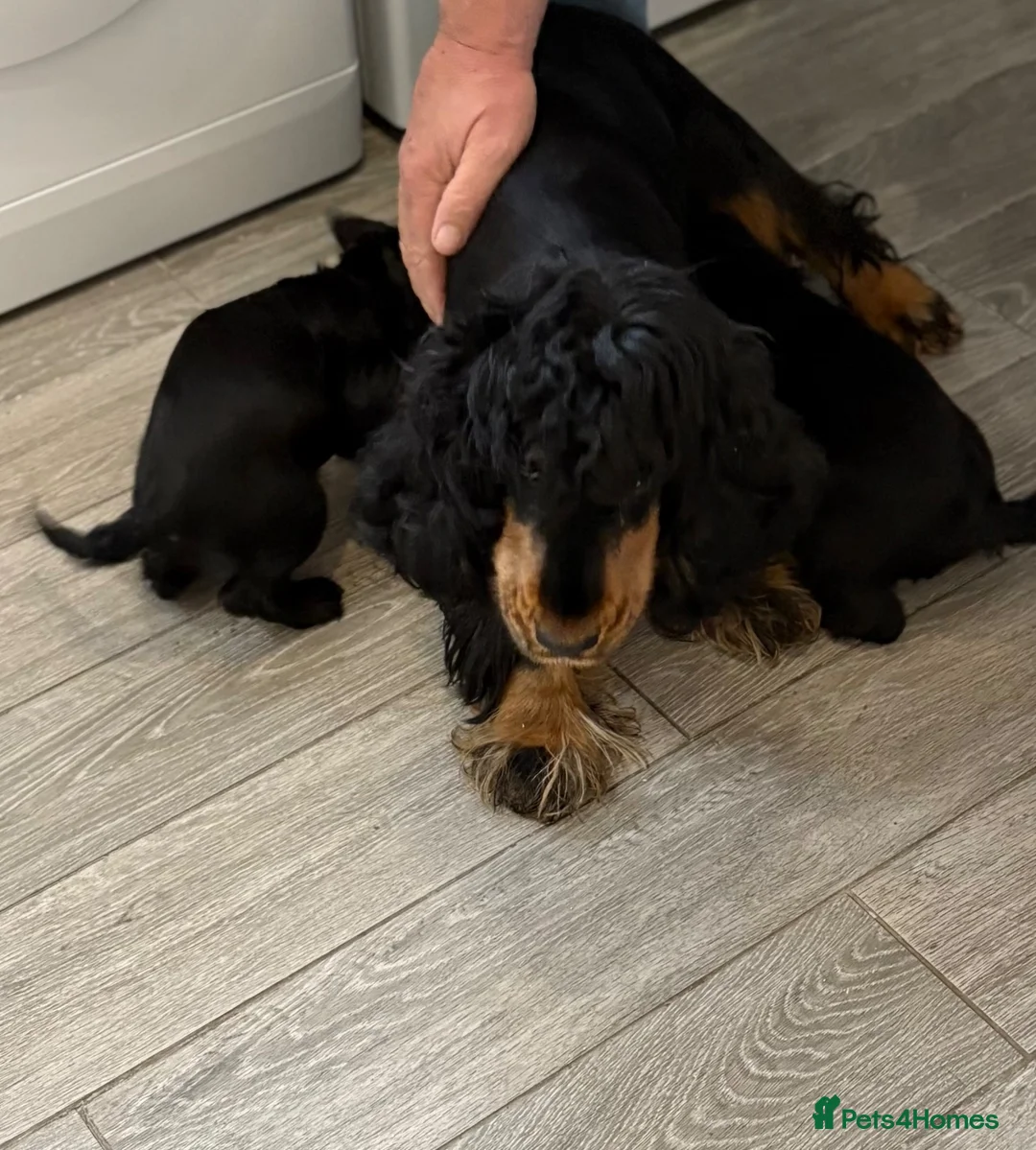 Cocker Spaniel dogs for sale: Cocker spaniel puppies - Advert 2