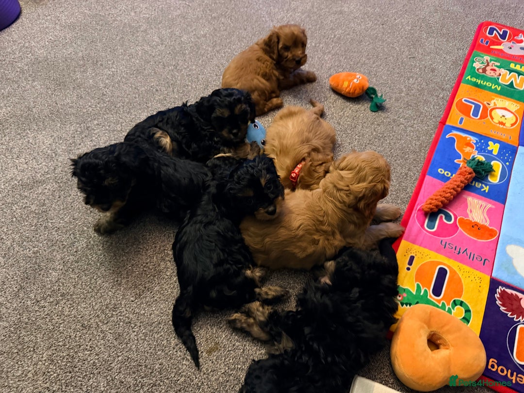 Cavapoo dogs for sale: Health Tested F1 TOY Cavapoo Puppies  - Advert 14