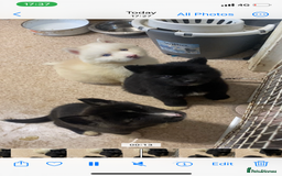 Huskita dogs for sale: Akita puppies  - Image 17