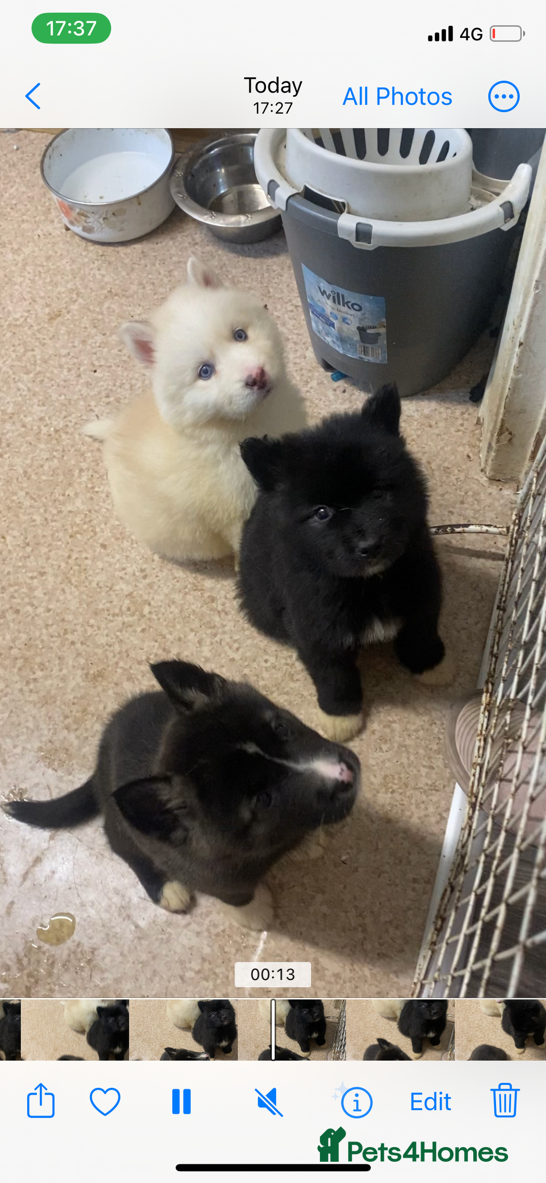 Huskita dogs for sale: Akita puppies  - Image 17