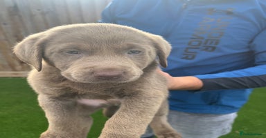 Labrador Retriever dogs - Advert 11