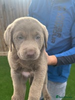 Labrador Retriever dogs - Advert 2