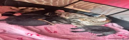 Mixed Breed cats for sale: Bengal mix kittens  - Advert 5