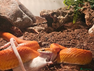 Corn Snake reptiles 2 and half year old corn snake - Advert 3