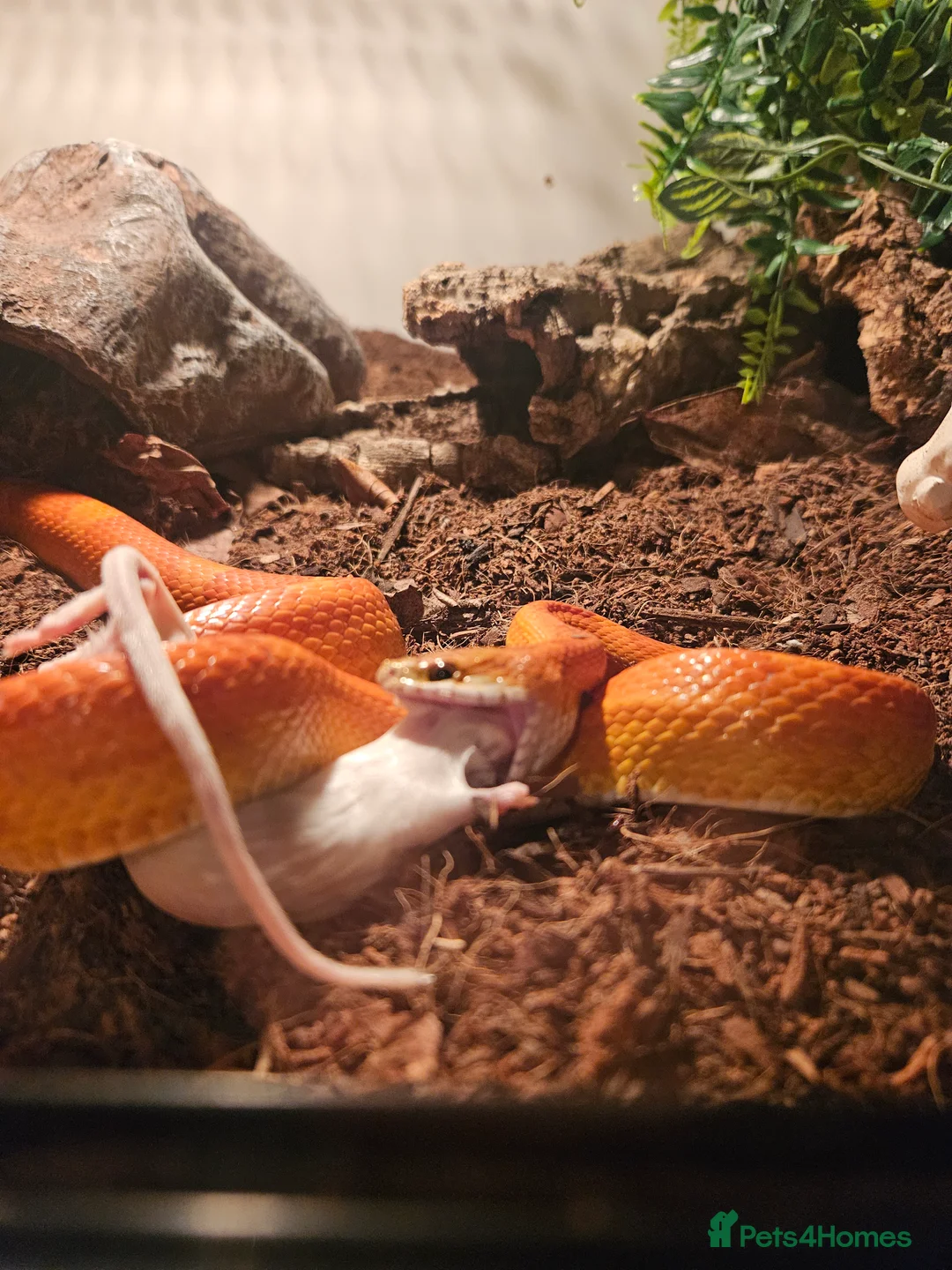 Corn Snake reptiles for sale: 2 and half year old corn snake - Advert 1
