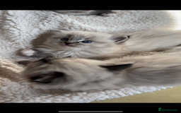 Ragdoll cats for sale: 🌟TICA🌟Champion Ragdoll🏆🏆🏆 - Image 10