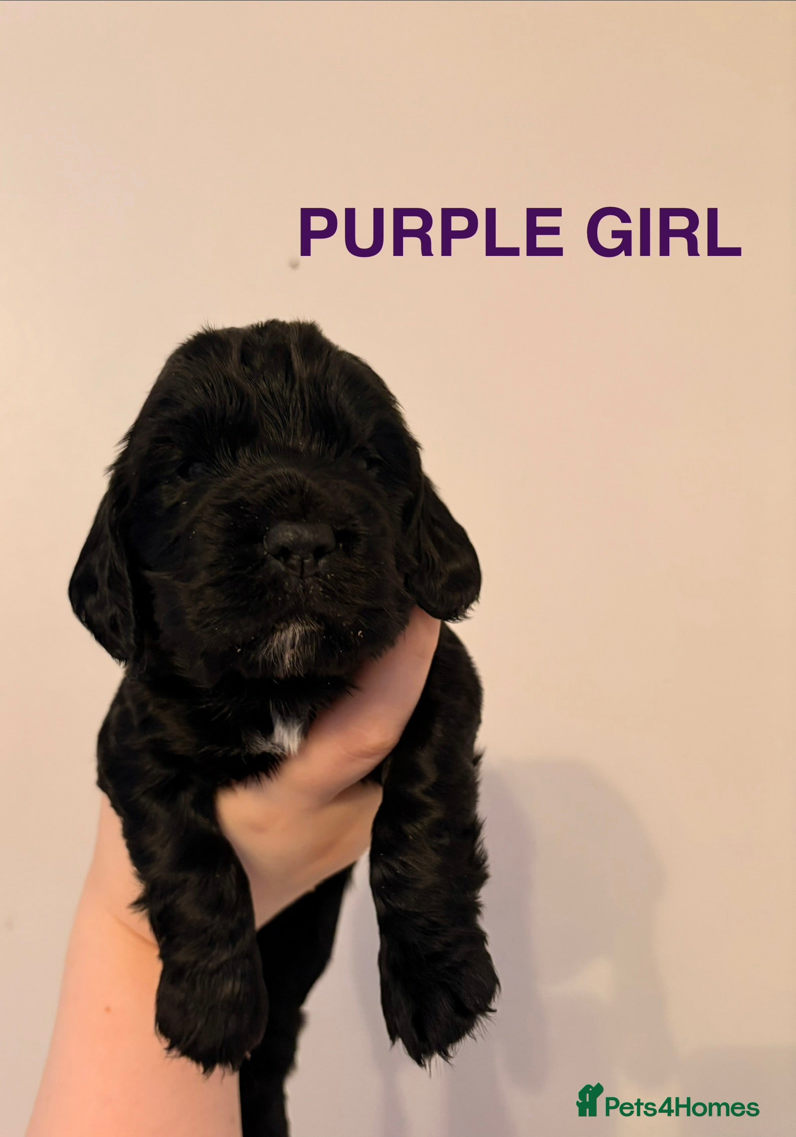 Cocker Spaniel dogs Gorgeous KC Cocker Spaniel Pups - Advert 2