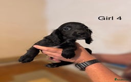Cocker Spaniel dogs for sale: Beautiful cocker spaniel puppies ready now - Advert 11